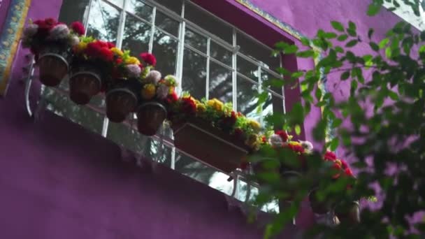 Flores coloridas fuera de la ventana de una casa rosa — Vídeos de Stock