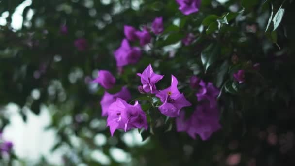 Lila Blumen von einem Baum mit verschwommenen Blättern als Hintergrund — Stockvideo