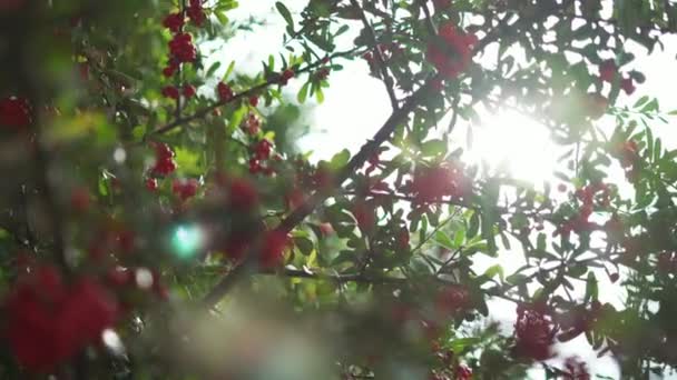 Pequeña fruta como melocotón colgando de una rama con hojas borrosas como fondo — Vídeos de Stock
