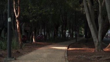 Karanlık Beton Yolu Bir Parktan Ağaçlarla çevrili