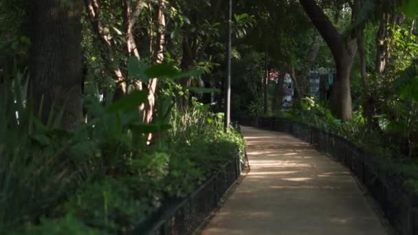 Pusta betonowa ścieżka otoczona drzewami i roślinami z parku — Wideo stockowe
