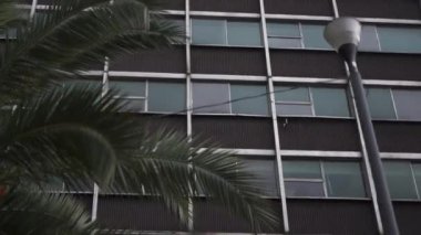 Palmiye ağacı ve lamba arkasındaki ofis binası