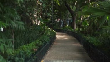Somut Yol Bir Parkın Ortasında Ağaçlar ve Bitkilerle çevrili