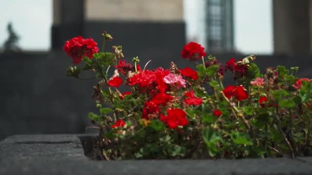 Röda blommor Bush På en Planter med monumentet till revolutionen som bakgrund — Stockvideo