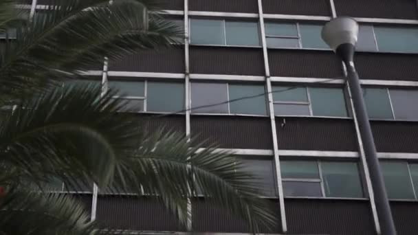 Edificio de oficinas detrás de una palmera y un poste de luz — Vídeos de Stock