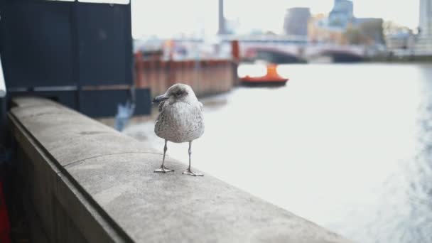 Задний вид чайки, стоящей на бетонном барьере с рекой за ним — стоковое видео