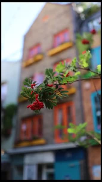 눈에 띄는 건물이 있는 식물에 매달려 있는 붉은 열매들 — 비디오