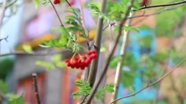 Red Berries Hanging From a Plant With Blurry Buildings as Background — Αρχείο Βίντεο