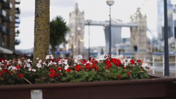 Flores y un pequeño árbol en la calle con vistas al Puente de la Torre — Vídeos de Stock