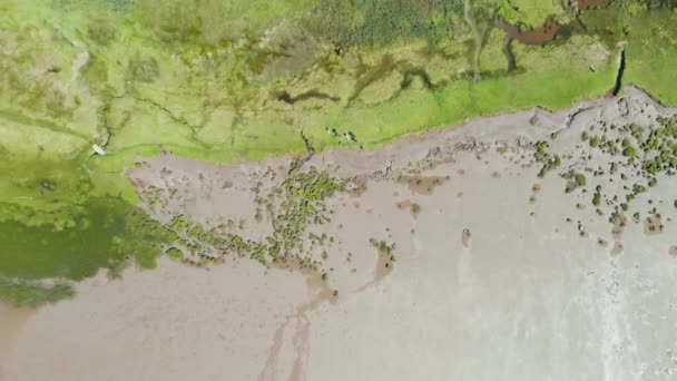 树木及草地与海藻及淤泥并存的空中景观图 — 图库视频影像