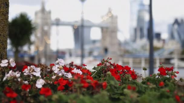 Primer plano de vídeo de flores rojas y blancas con vistas al borroso Puente de la Torre — Vídeos de Stock
