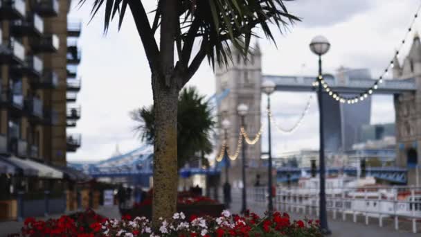 Flowers and a Small Tree on the thoroughfare overlooking the Tower Bridge — Αρχείο Βίντεο