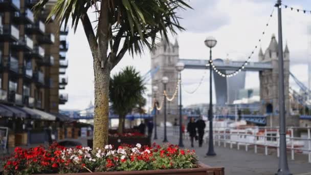 Flowers and a Small Tree on the thoroughfare overlooking the Tower Bridge — Αρχείο Βίντεο