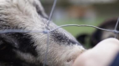 Hand with sheep food trying fo feed a horned black and white sheep