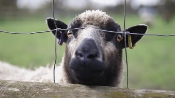 Gray sheep sticking its snout out of a square knot fence looking for food — Vídeo de Stock