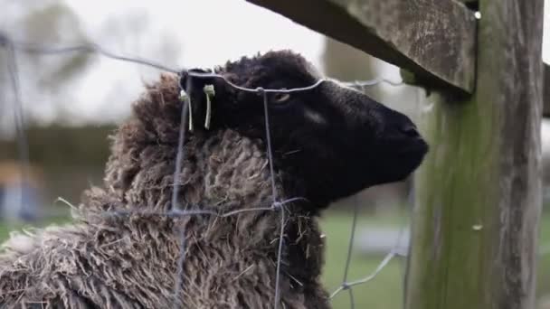 Black sheep sticking its snout out of a square knot fence and under a wood plank — Vídeo de Stock