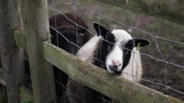 Little girl carefully and slowly tries to feed a black and white lamb — Vídeo de Stock