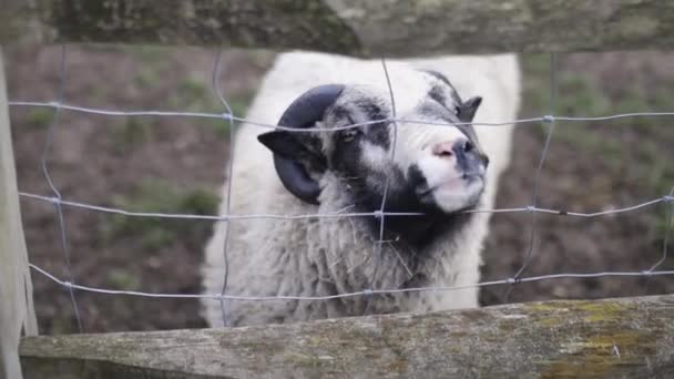 Horned black and white sheep sticking its snout out of a square knot fence — Vídeo de Stock