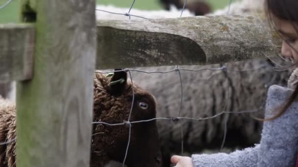 Little girl in a gray coat feeding a brown lamb through a wood and wire fence — Vídeo de Stock