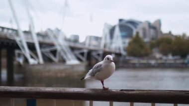 White gull walking on a metal handrail with a blurry River Thames behind it