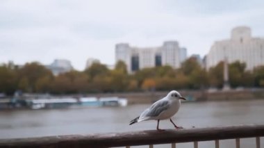 White gull walking on a metal handrail with the River Thames as background