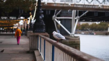 White gull standing on a handrail alongside the illuminated thoroughfare