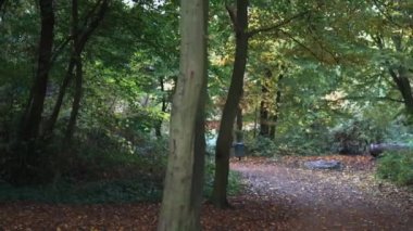 Peaceful view of leaves falling on a path in the middle of a forest