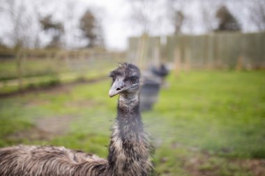 Çiftlikteki tel örgülerin arkasındaki bir devekuşunun yakından görüntüsü.