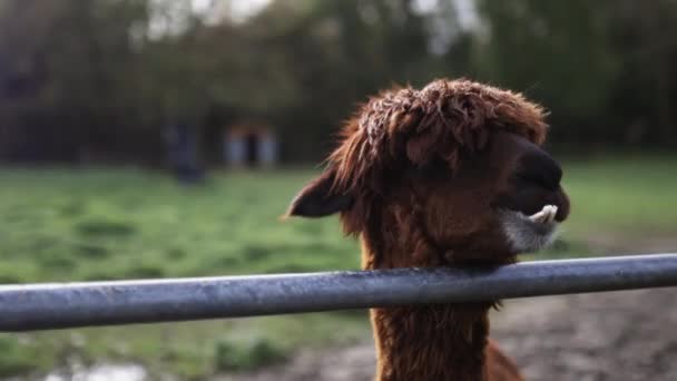 Van dichtbij een bruine alpaca die zijn tanden laat zien en kauwt — Stockvideo