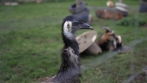 Vista lateral de la cabeza de un emú detrás de una cerca de alambre en un corral — Vídeos de Stock