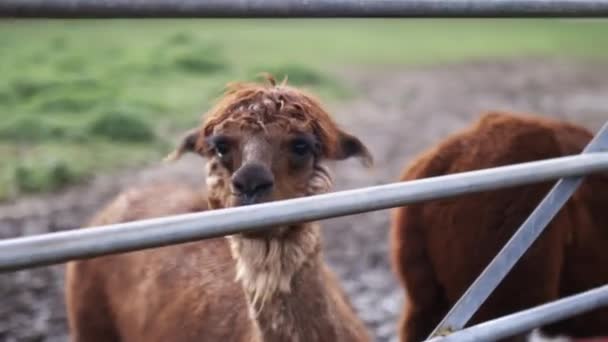 Pequeno alpaca marrom mastigar e espirrar atrás de uma cerca de metal — Vídeo de Stock