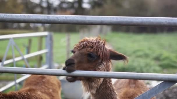 Jonge bruine alpaca staand op de modderige grond en bijtend op een metalen hek — Stockvideo