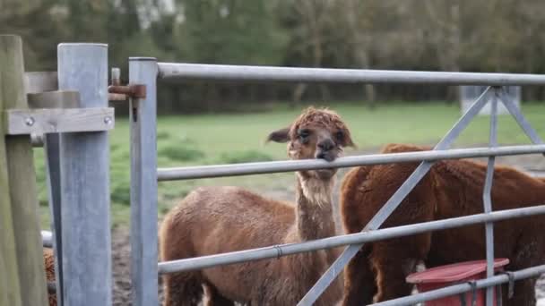 Jonge bruine alpaca staand op de modderige grond en bijtend op een metalen hek — Stockvideo