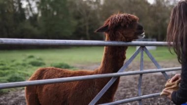 Kahverengi alpaka, gözleri kıllarla kaplı bir kadının önünde onu elleriyle besliyor.