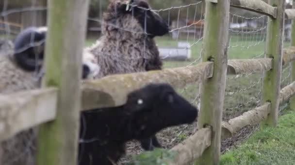 Fekete bárány kidugja a fejét a kerítésen, hogy egyen a fűből. — Stock videók