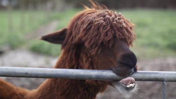 Alpaca marrón con los ojos cubiertos de pelo mordiendo una valla metálica — Vídeos de Stock