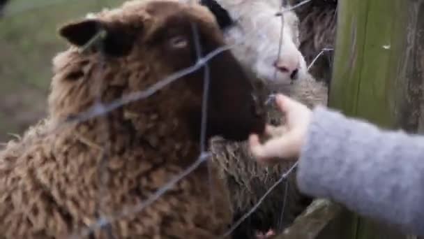 Kislány kézi etetés fekete-fehér juhok egy drót és fa kerítés — Stock videók