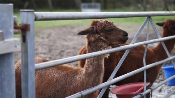 Jovem mastigação de alpaca marrom ao lado de outros alpacas atrás de uma cerca — Vídeo de Stock