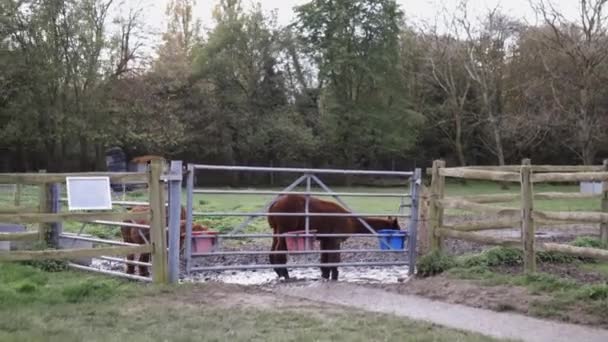 Close up de alpacas marrons comendo de baldes azuis e vermelhos atrás de uma cerca — Vídeo de Stock