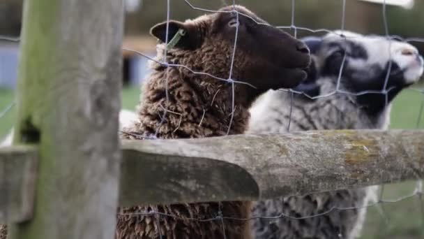 ブラウンと角のある羊がフェンスの外に突き出て女の子に食べさせる — ストック動画