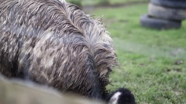 Pandangan dekat seorang emu di balik pagar kawat makan dari rumput — Stok Video