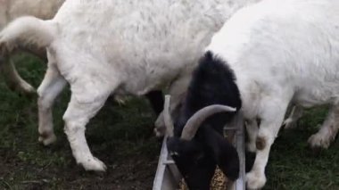 Beyaz boynuzlu keçiler tahıl yiyor ve saldırgan bir şekilde genç bir keçiyi itiyor.