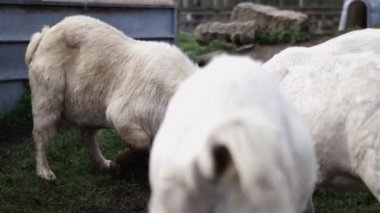 Beyaz ve kahverengi boynuzlu keçiler tahıl yiyor ve genç bir keçiyi itiyor.