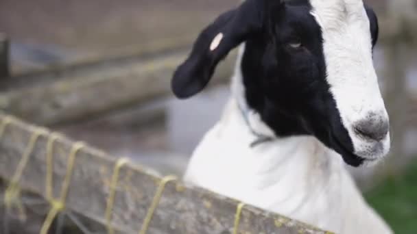 Witte en zwarte gehoornde geit steekt speels zijn kop over een hek op een boerderij — Stockvideo