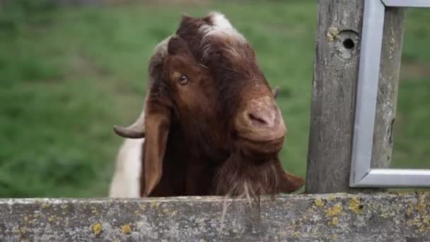 Curieux brun barbu chèvre collant sa tête sur la clôture sur une ferme — Video