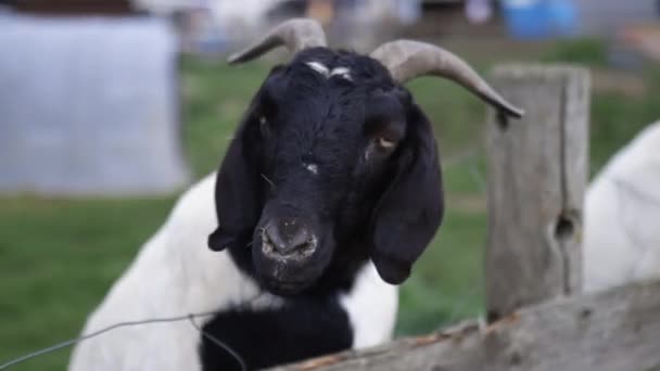 Mooie gehoornde geit steekt zijn kop over een hek met andere geit achter — Stockvideo