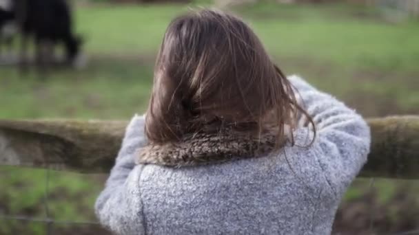 Niña mirando por encima de una valla a las ovejas comiendo en la distancia — Vídeo de stock