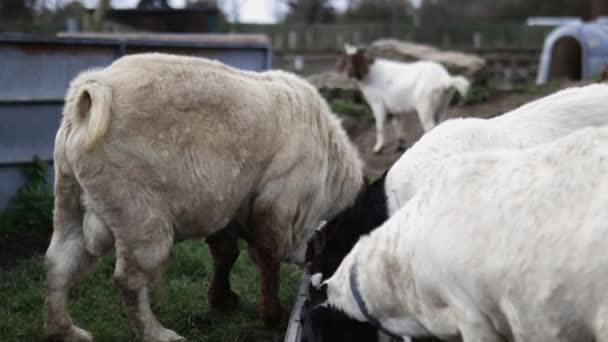 Capre cornuto bianco mangiare pacificamente grano con capra più giovane in lontananza — Video Stock
