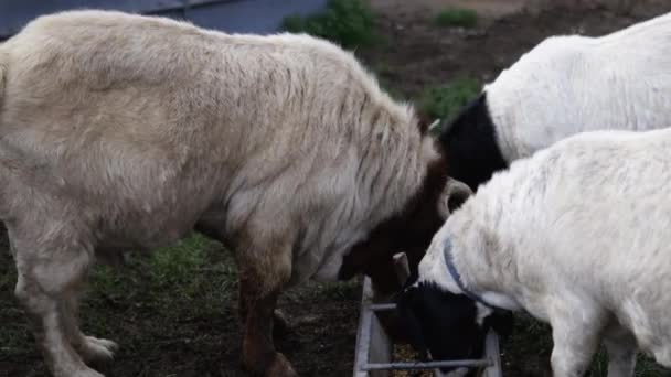 Capre cornuto bianco e nero mangiare grano e allontanare una capra più giovane — Video Stock