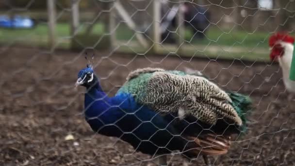 Majestoso pavão calmamente andando atrás de uma cerca em um quintal — Vídeo de Stock